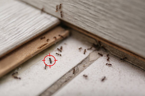 Best Pest Removal Services  in Blue Ash, OH